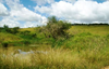 Waterhole In African Savannah Image